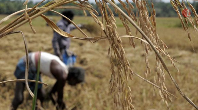 Paddy sowing down 10%, pulses area falls 37%