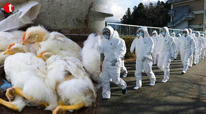 Japan culling 330,000 birds to fight avian flu