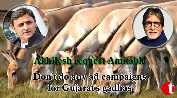 Don’t do any ad campaigns for Gujarat’s gadhas: Akhilesh request to Amitabh
