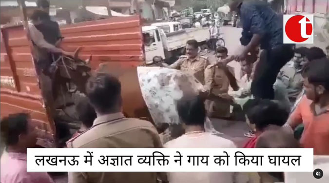 लखनऊ में अज्ञात व्यक्ति ने गाय को किया घायल